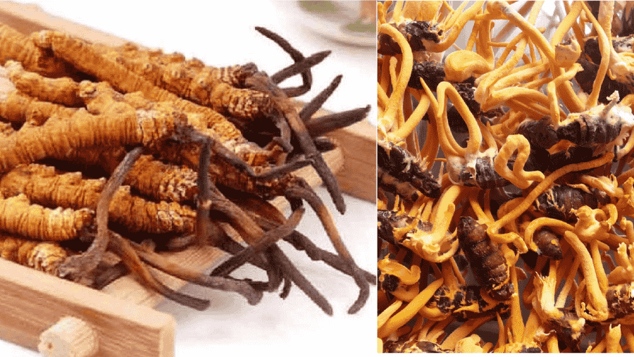 Differences Between Wild Cordyceps and Cultivated Cordyceps