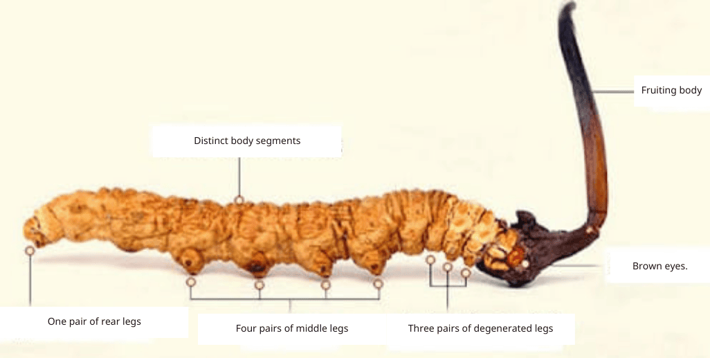 The entire plant body of Cordyceps