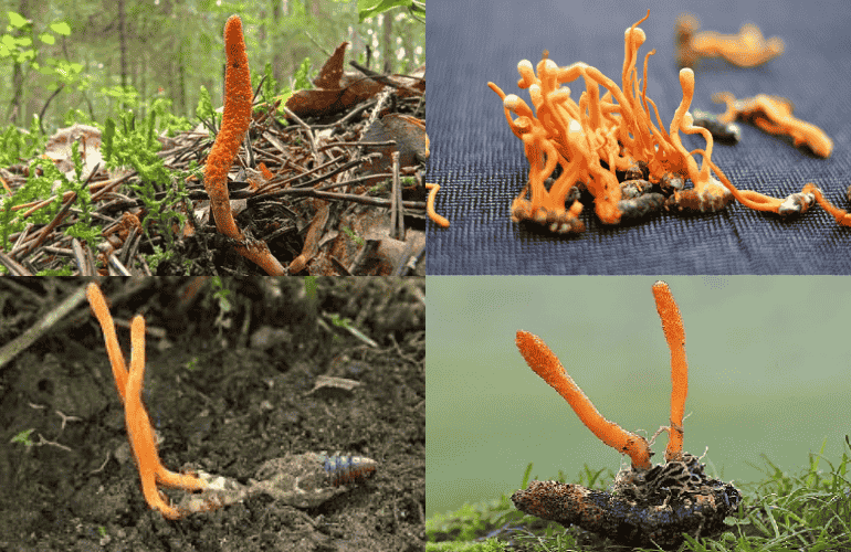 Cordyceps is based on its shape