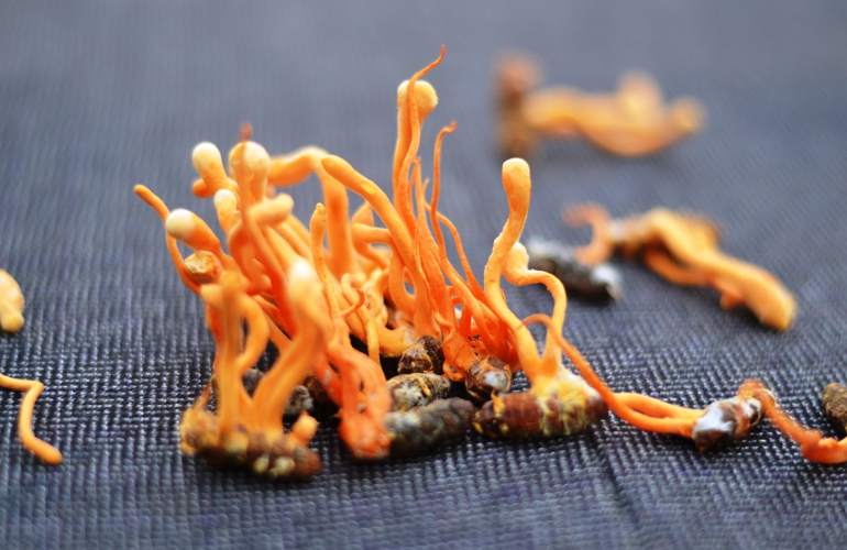 Artificial Cordyceps