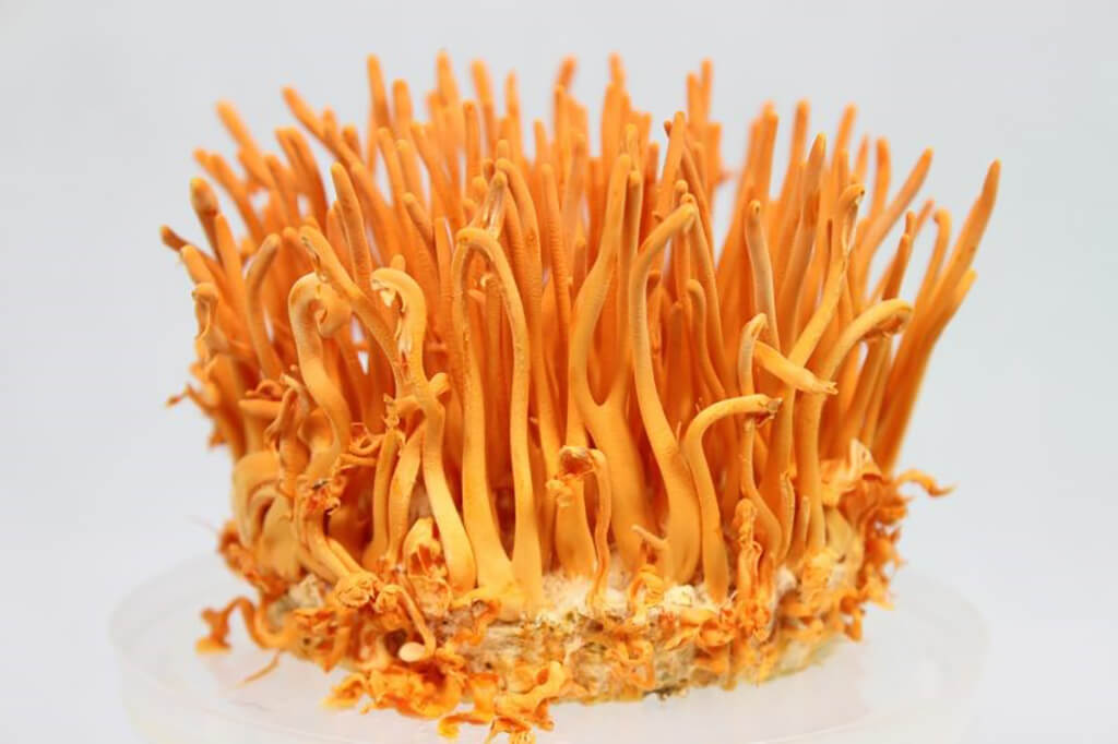 Artificial Cordyceps